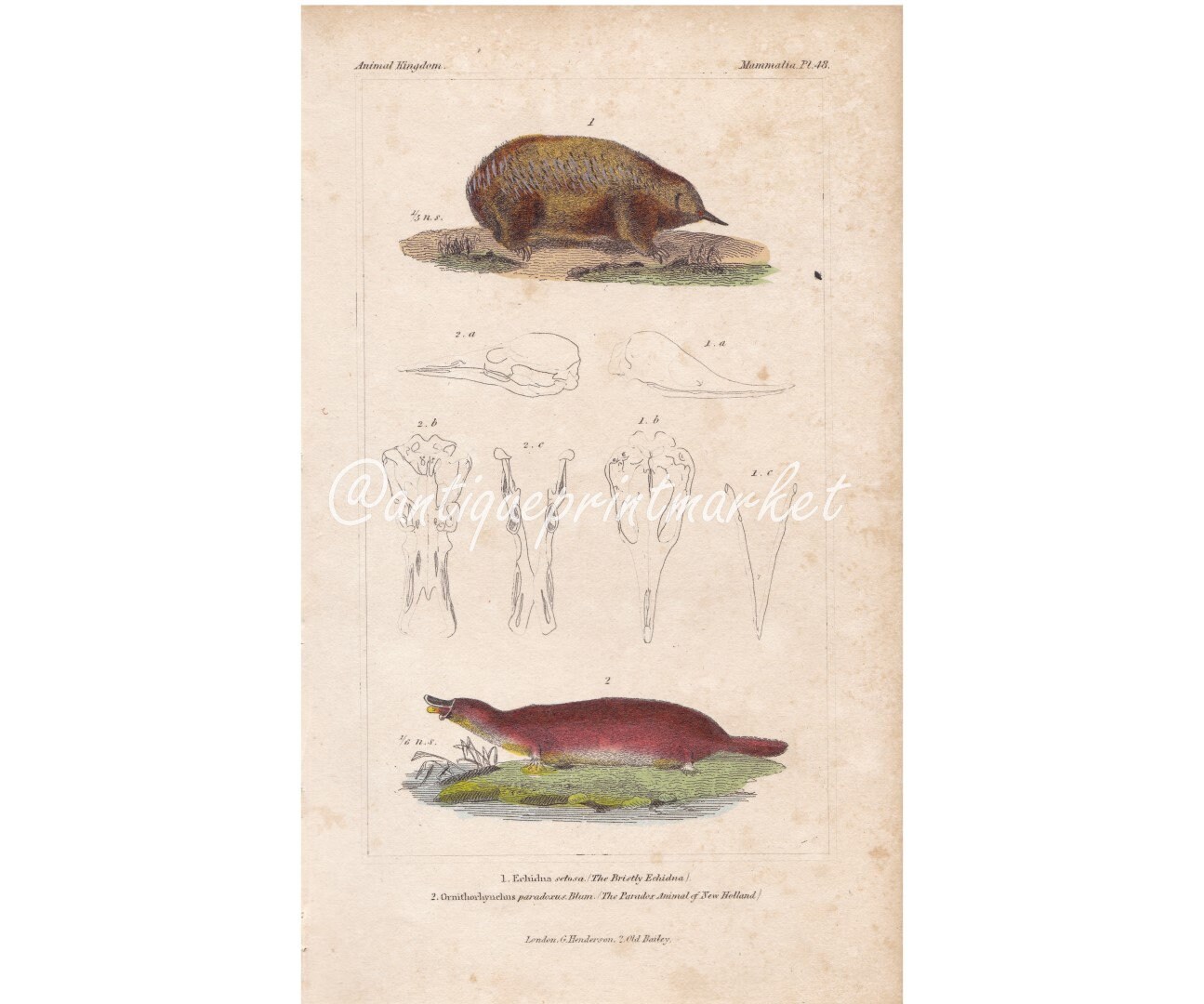 Rare Antique Echidna Platypus Original 1834 Paradox animal of new holland Cuvier Animal Kingdom Lithographie Gravure Print Art CUV1