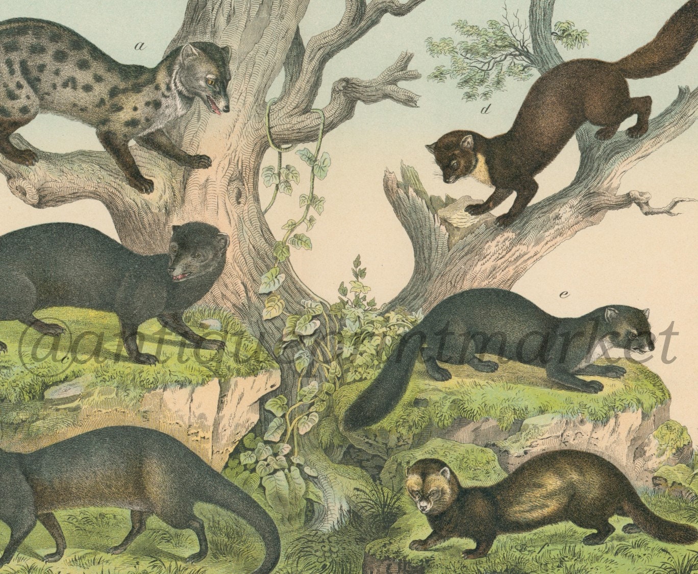 1889 Large Format Antique Mammals Weasel Mink Print Poster Book Plate ...