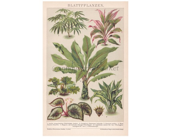 Antik 1892 Zimmerpflanzen Gunnera Deutsch Chromolithographie Lithographie  Print Illustration Buch Platte Brockhaus Konversations-Lexikon BRC1 - Etsy  sterreich