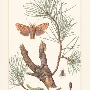 May include: A detailed illustration of a brown moth with pink markings, a green caterpillar, a brown fly, and a brown pupa on a pine branch. The illustration is labeled "Noctua (5).  Pansolis flammea SCHIFF."
