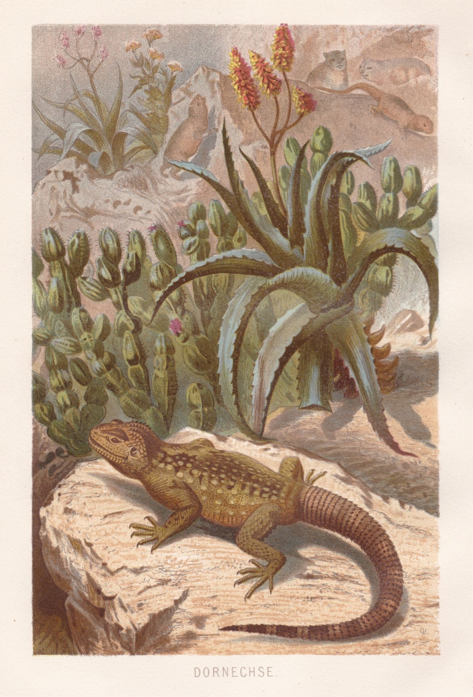 Encountering The Enigmatic:  Understanding The Behavior Of The Egyptian Spiny Tailed Lizard - lvw097f