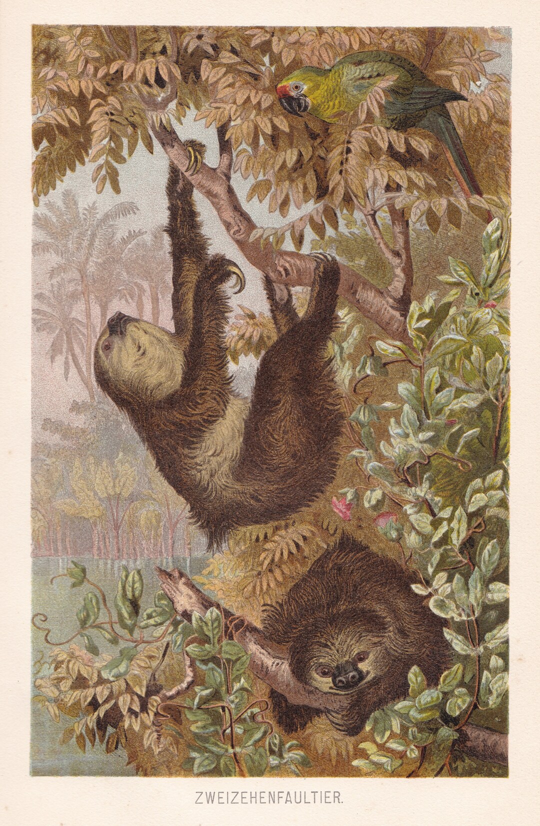 1900 Original Antique Sloth Original Print Chromolithograph From German ...