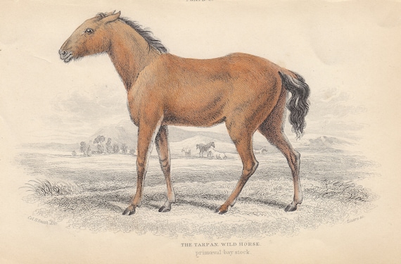 アンティークのタルパン馬版画：1841年 手彩色リトグラフ - Etsy 日本