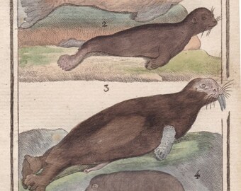 1787 Originele antieke zegels zeeleeuw handgekleurde gravure van natuurlijke historie viervoeters TOME VI