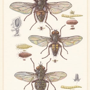 May include: Three detailed illustrations of flies with their life cycle stages. The flies are depicted in a realistic style with intricate details of their wings, legs, and bodies. The life cycle stages include eggs, larvae, pupae, and adult flies.