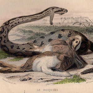 Op de afbeelding: Een gedetailleerde illustratie van een slang, mogelijk een boa constrictor, met een zwart-wit gepatroneerd lichaam, opgerold rond een konijn. De kop van de slang is opgeheven en zijn bek is open, waardoor scherpe tanden zichtbaar zijn. Het lichaam van het konijn is slap en zijn vacht is lichtbruin. De achtergrond is lichtbruin met een paar groene planten.