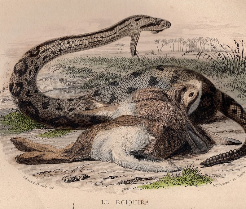 1839 Rara Serpiente de cascabel antigua Gusano lento Serpiente Serpiente Reptil Impresión original Grabado Coloreado a mano Comte de Lacepede L'Histoire Naturelle imagen 1