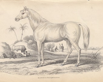 Rare Antique Original Marengo Bonapartes Arab 1841 Jardine Mammalia 'Naturalist's Library' Horses Print Hand Coloured Lithograph