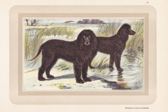 Irish Water Spaniel Umbrella Irish Water Spaniel Umbrella