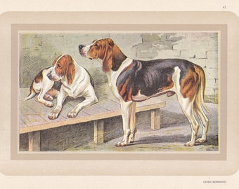 Originele vintage jacht Chien Normand Hound Dog jachthond honden Franse lithografie muur kunst Cabin Man Cave Hunter