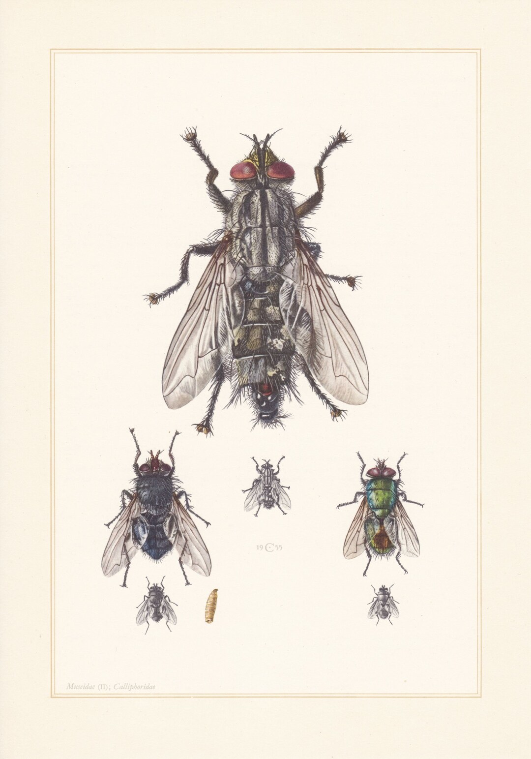 Vintage 1961 Insect Print: Diptera Flies Lithograph - Etsy