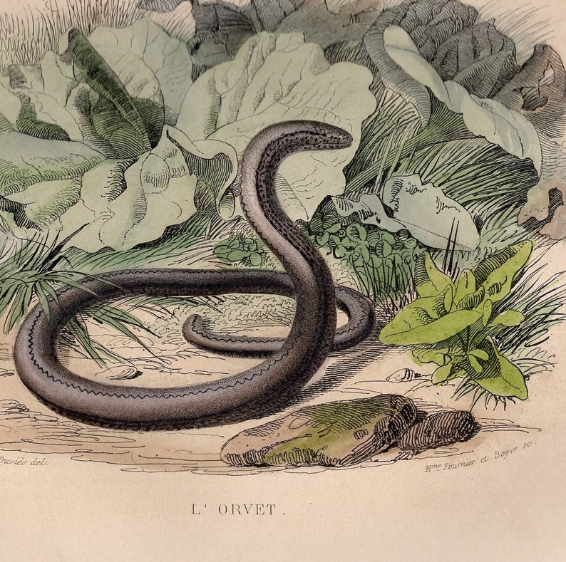 1839 Rara Serpiente de cascabel antigua Gusano lento Serpiente Serpiente Reptil Impresión original Grabado Coloreado a mano Comte de Lacepede L'Histoire Naturelle imagen 3