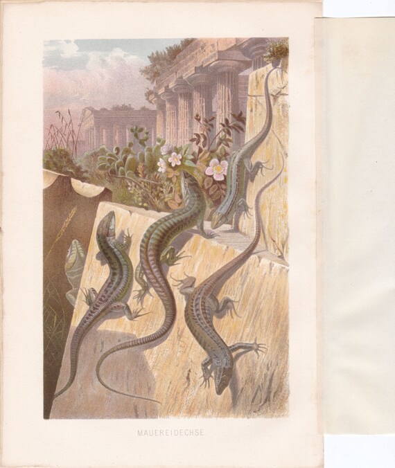 画材 Lizardrite Genuine Wall Lizard Green 1883 Rare Antique Original Print