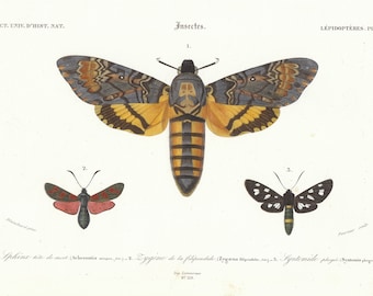 Cabeza de muerte hawkmoth Antique Original 1849 Print Charles d'Orbigny's Dictionnaire Universel d'Histoire Naturelle Hand Colored Engraving