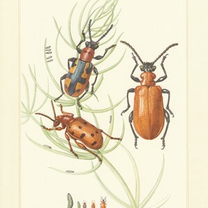 May include: A vintage botanical illustration of various beetles and their larvae. The beetles are depicted in shades of orange, brown, and black, with detailed patterns. The illustration includes a sprig of green foliage and is set against a cream-colored background.