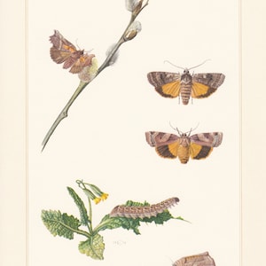May include: A vintage illustration of four moths, including a caterpillar, on a white background. The moths are brown and orange with black markings. The caterpillar is green and brown with black markings. The illustration is labeled "Noctuidae 110" and "19 C 36".
