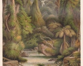 1896 Original Antique Trees and Plants Sri Lanka Ceylon Waterfall Scene Original Print Chromolithograph From German Planzenleben BPLT
