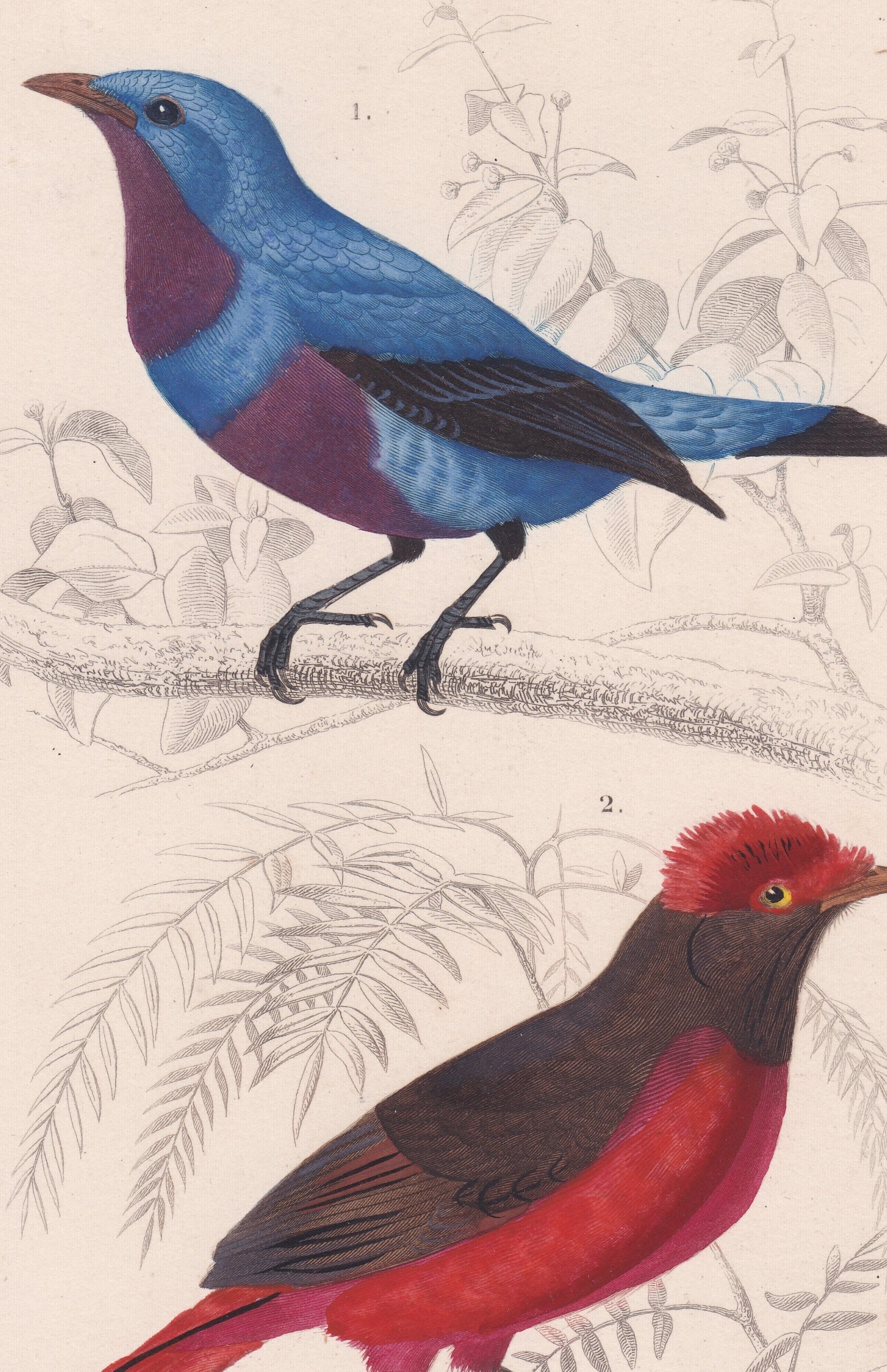 Red Cotinga Antique Original Guianan Red Cotinga Purple Breasted Blue Continga ...