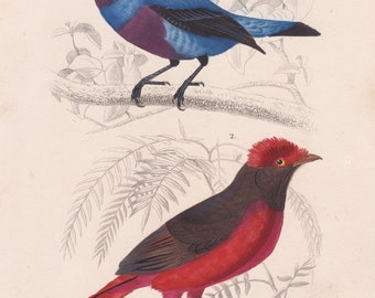 Antique Original Guianan Red Cotinga Purple Breasted Blue Continga Print Charles d’Orbigny’s d’Histoire Naturelle Lithograph Travier O22