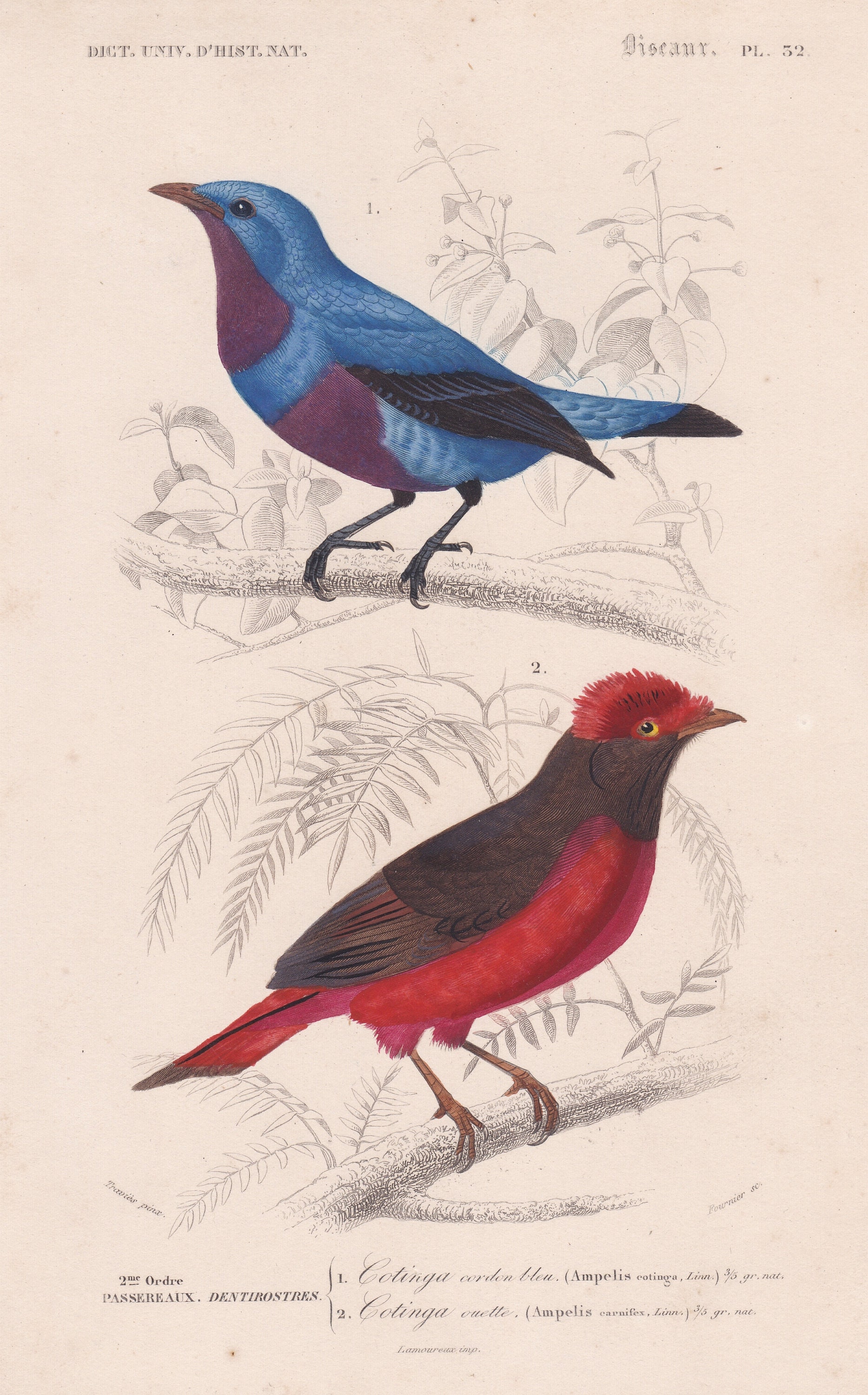 Antique Original Guianan Red Cotinga Purple Breasted Blue Etsy Antique Original Guianan Red Cotinga Purple Breasted Blue Etsy