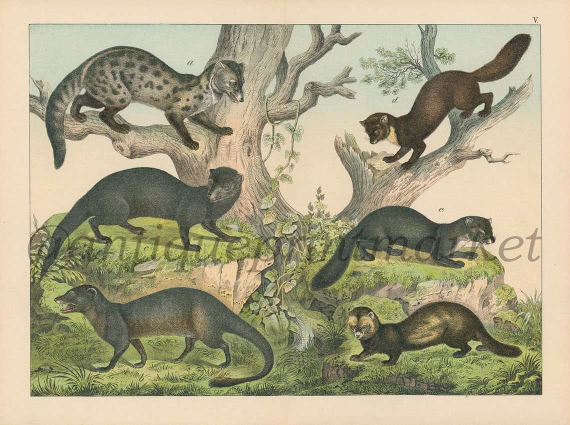 1889 Large Format Antique Mammals Weasel Mink Print Poster Book Plate ...