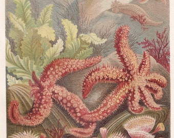 Starfish 1900 Rare Antique Original Print Chromolithograph German Tierleben A. Brehm Natural History BRH11