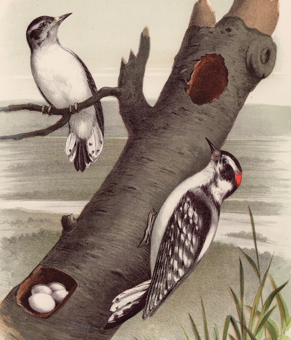 Antique Original Downy Woodpecker 1882 Thomas G Gentry's 