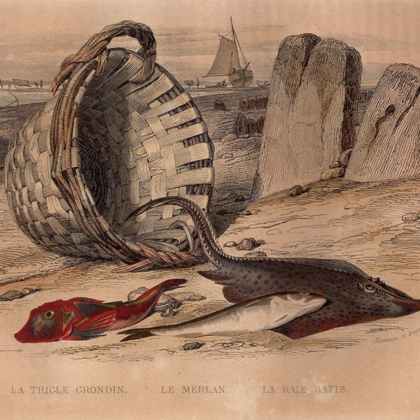 1839 Rare Antique Trigle Grondin Gurnard Merlan Whiting Raie Batis Ray Fishing Engraving Hand Colored Comte de Lacepede L'Histoire Naturelle