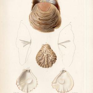 Puede incluir: Ilustración antigua de varios tipos de conchas marinas, incluyendo una concha grande y abierta con exterior marrón y beige y una concha más pequeña con patrones. La imagen presenta dibujos detallados y etiquetas científicas.