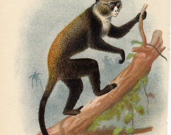 Antique 1896 Boutourlini Guenon  Monkey Original Antique Colour Chromolithograph from Lloyds Natural History A Hand-Book to the Primates