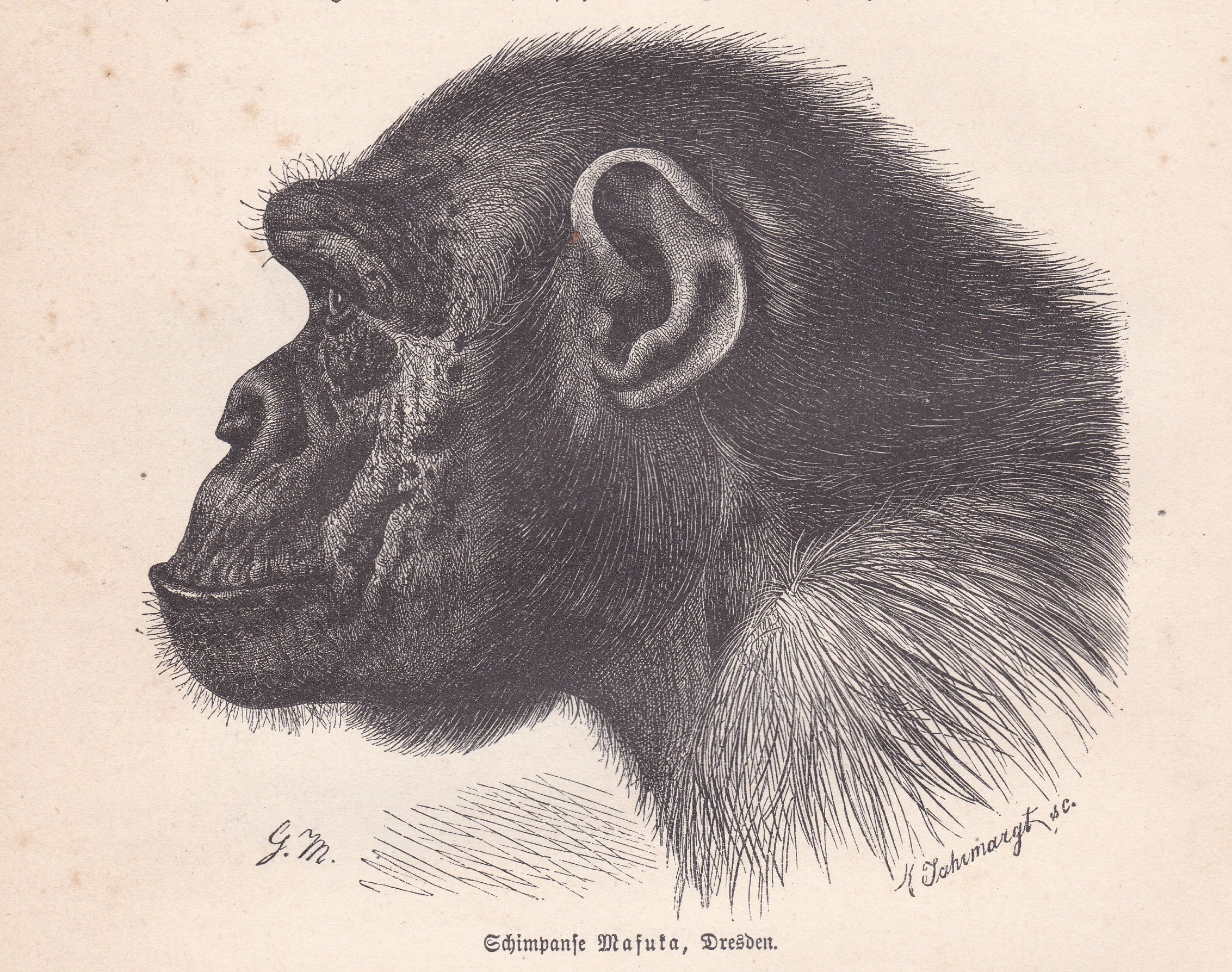 1900 Original Antike Kopf Profil Schimpanse Schimpanse Affe Primas Original  Druck Gravur Von Deutschen Tierleben Brehm BRMA02
