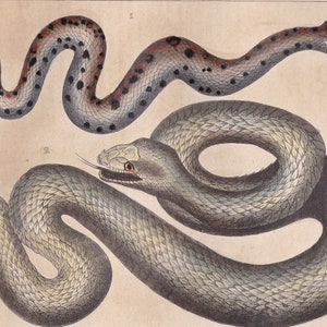 May include: Two snakes, one with black and red spots and the other with a grey and white pattern, are depicted in a vintage illustration. The snake with spots is curled in an 'S' shape, while the other snake is coiled in a circle.