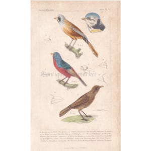 Könnte beinhalten: Antiker botanischer Druck mit detaillierten Illustrationen verschiedener Vogelarten. Der Druck zeigt Vögel mit leuchtenden Farben, darunter Orange, Blau und Rot, die auf Ästen sitzen. Das Kunstwerk ist ein Vintage-Stück, wahrscheinlich aus einer naturkundlichen Sammlung.