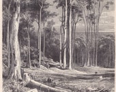 1896 Original Antique Giant Eucalyptus Trees Original Print Engraving From Anton Kerner von Marilaun Planzenleben BPLT