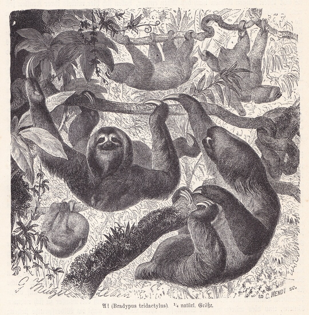 1900 Original Antique Sloths Original Print Engraving From German ...