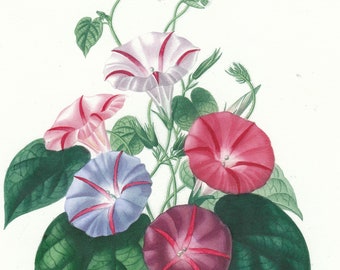 Antieke originele 1849 Morning Glory Charles d'Orbigny's d'Histoire Naturelle Hand gekleurde lithografie print tuin plant botanische bloem