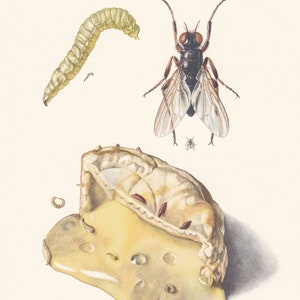 May include: A detailed illustration of a fly, its larvae, and pupae. The fly is black with red eyes and clear wings. The larvae are white and segmented, while the pupae are brown and oval-shaped. The illustration is set against a white background.