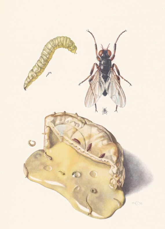 Millésime original 1961 Cheese Fly Pest Insect Pollination Etsy France