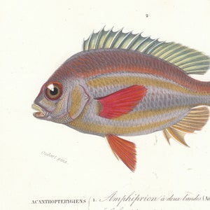 Puede incluir: Ilustración vintage detallada de un pez, mostrando sus escamas, aletas y anatomía. El pez tiene un cuerpo marrón rojizo con rayas amarillas y grises, y aletas rojas. La ilustración incluye el texto "Oudart pinx."