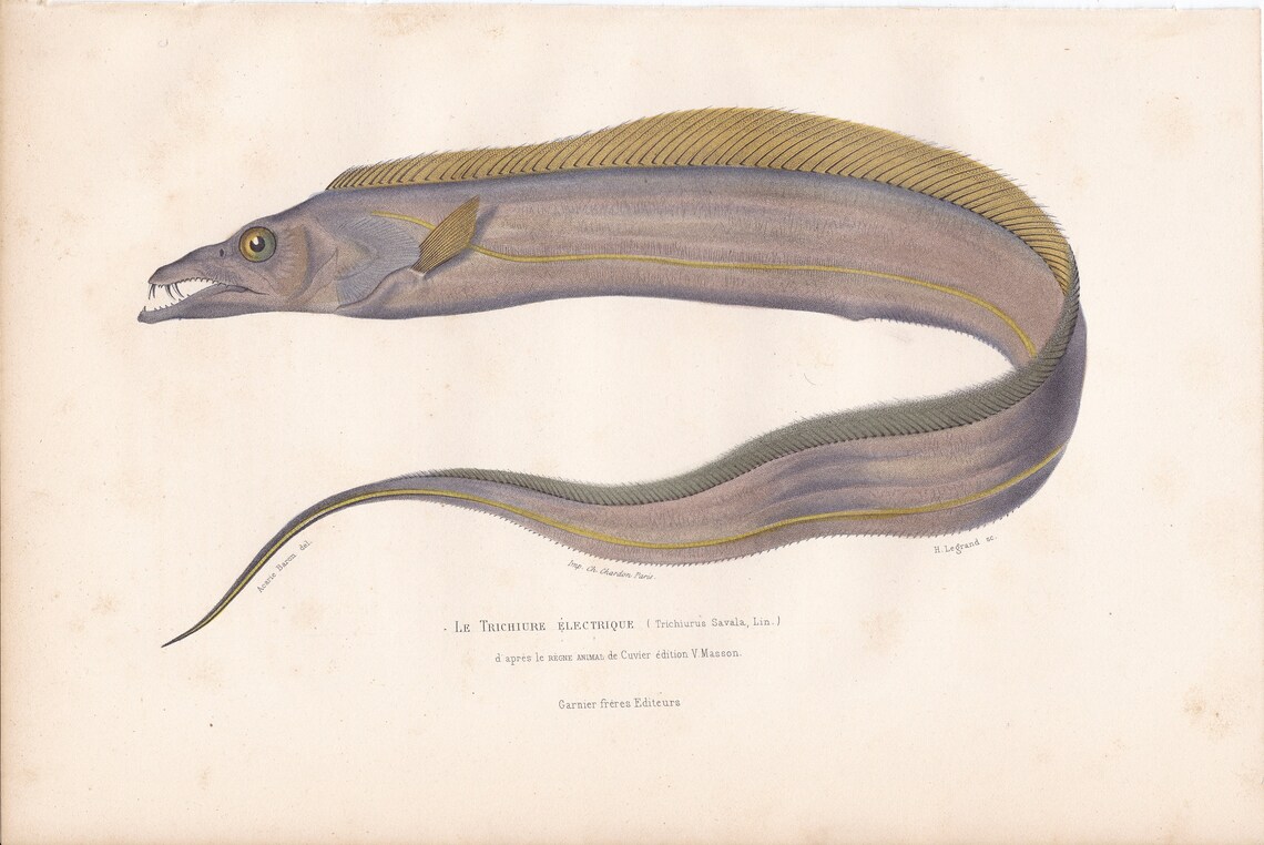 Original Antique Electric Eel Bircher Lepturacanthus Fish Print French