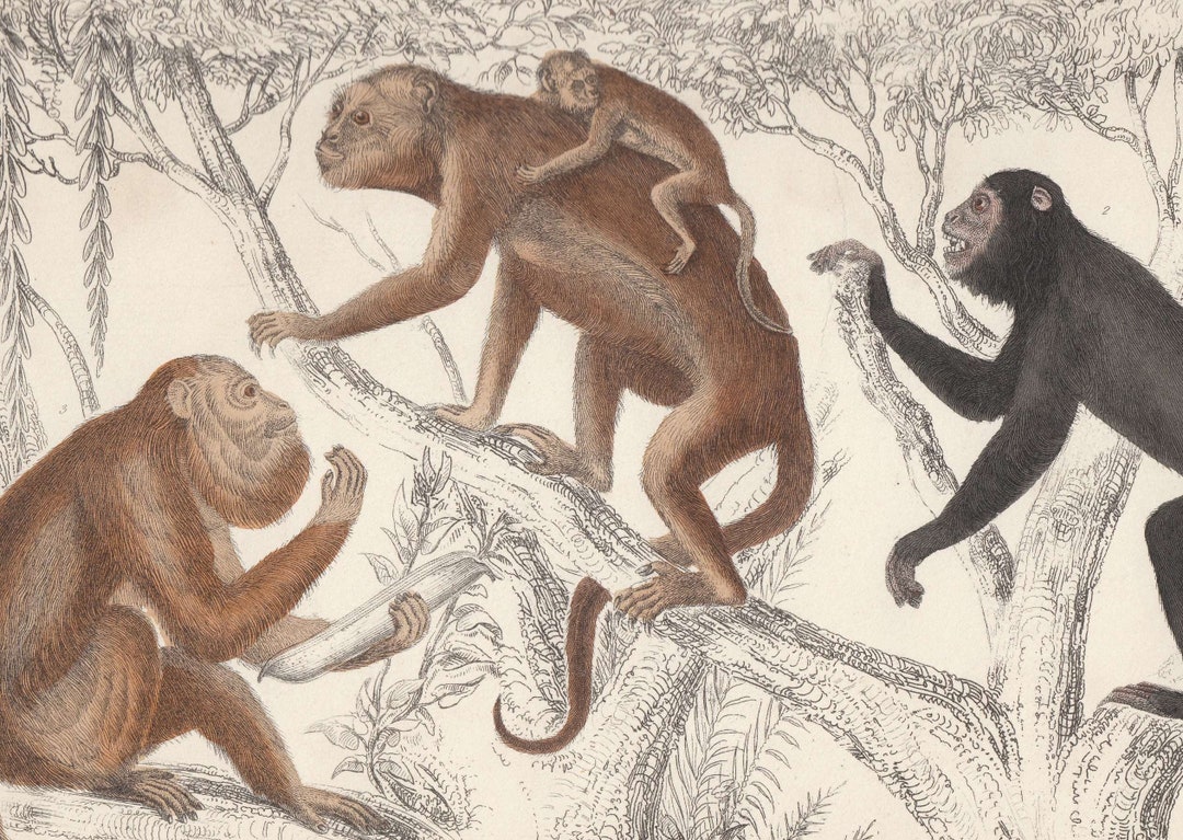 1856 Rare Antique Original Monkeys Primates Print History of Earth and