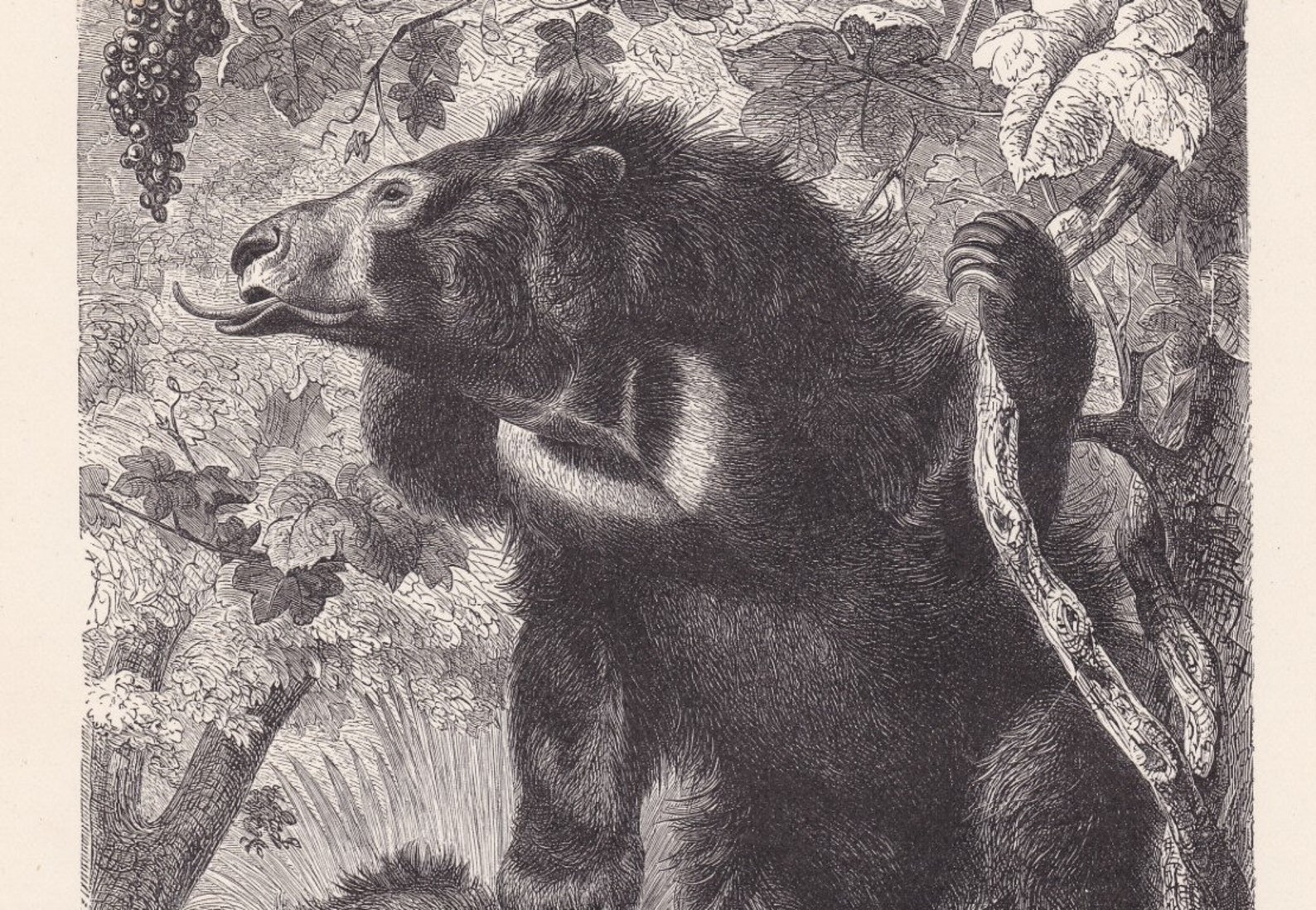 1893 Antique Sloth Bear Original Print Chromolithograph German ...