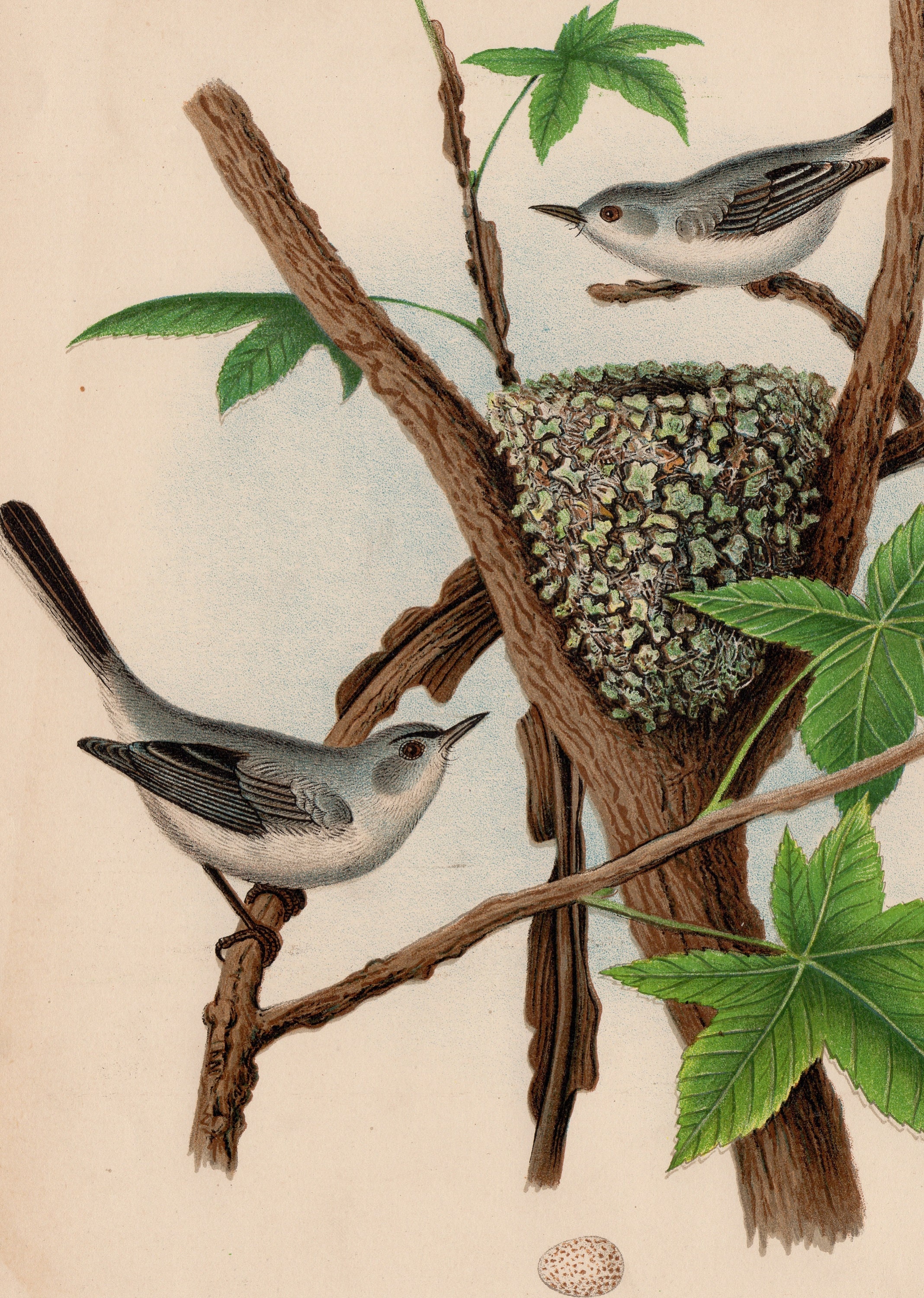 Antique Original Blue Gray Gnatcatcher 1882 Thomas G Gentry's