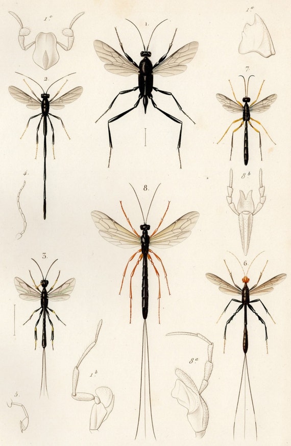 1836 Antique Original Engraving Le Règne Animal Paris Hymenoptera Fly Wasp Insect Anatomy Plate 110 1836 Cuvier Hand Colored Animal Kingdom - 