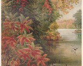 1896 Original Antique Herbaceous Trees by Lake in Autumn Original Print Chromolithograph From German Planzenleben BPLT