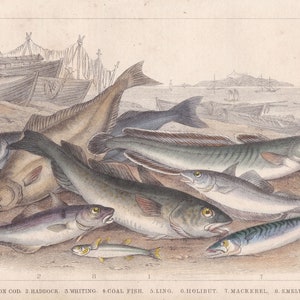 Könnte beinhalten: Eine antike Illustration verschiedener Fischarten, darunter Kabeljau und Makrele, die an einem sandigen Ufer dargestellt sind. Das Kunstwerk zeigt detaillierte Darstellungen jedes Fisches, mit Booten und einer Küstenlandschaft im Hintergrund.