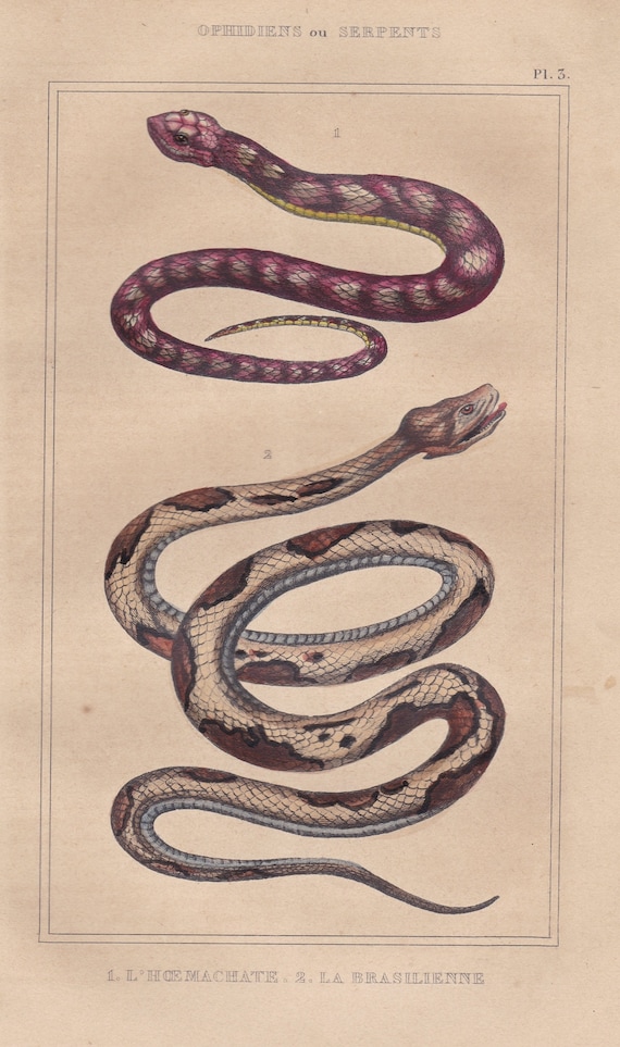 Serpente Tricolor