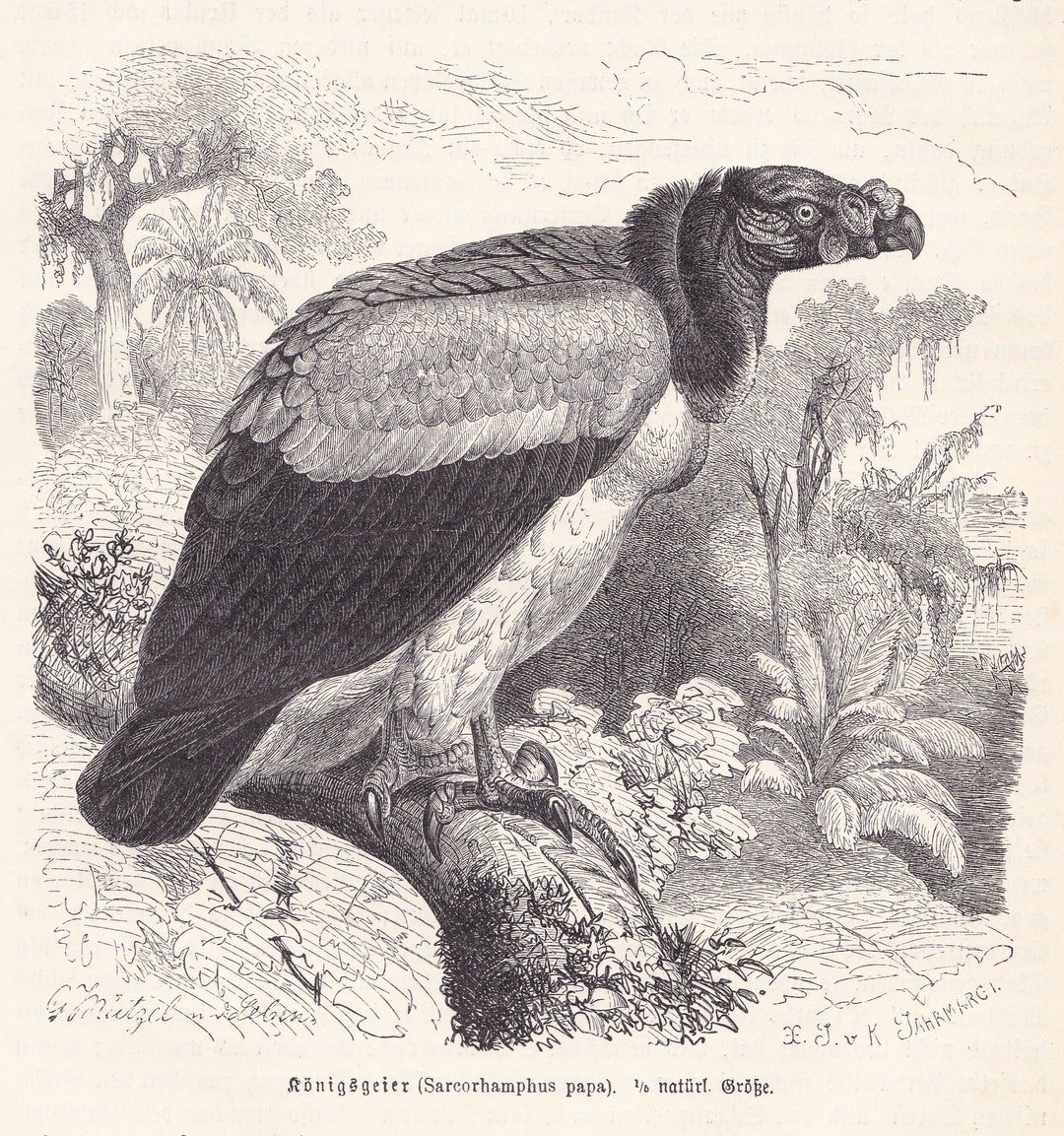 1900 Original Antique King Vulture Bird Original Print Engraving From ...