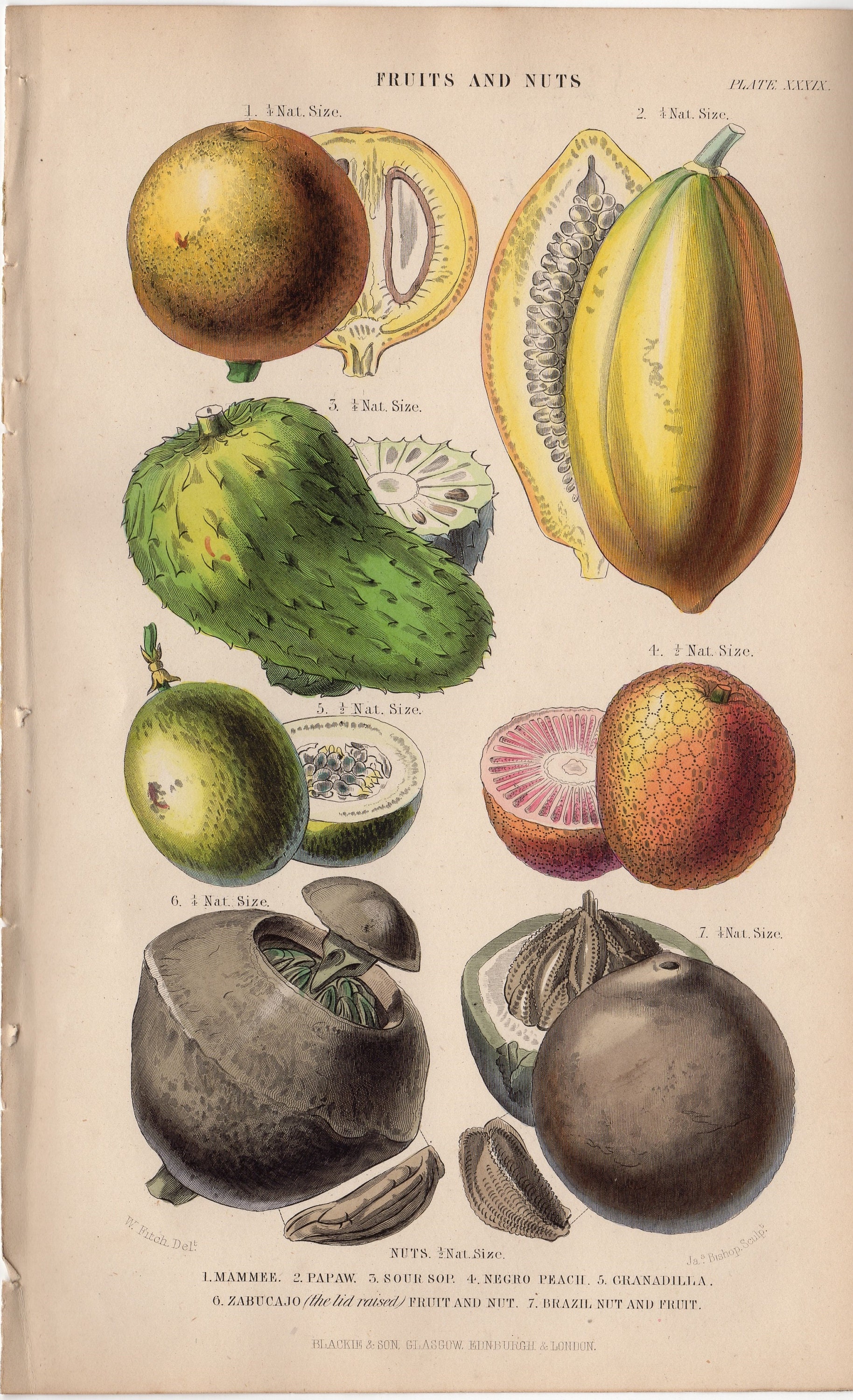 Rare 1862 Antique Fruits Nuts Food Plants Fruit Herbs Original