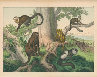 Peut inclure: Une illustration représentant quatre singes dans un environnement de jungle. Les singes sont perchés sur des branches d'arbres. Les singes sont bruns, noirs, blancs et jaunes. L'arrière-plan présente une jungle verdoyante avec un lac au loin.